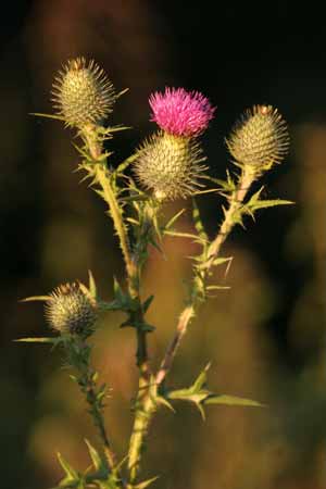 scottish thistle plant